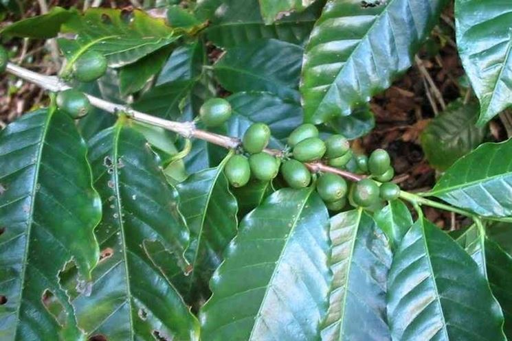 Coffea arabica