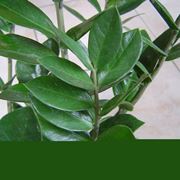 Dettaglio fogliame Zamioculcas.