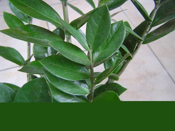 Dettaglio fogliame Zamioculcas.