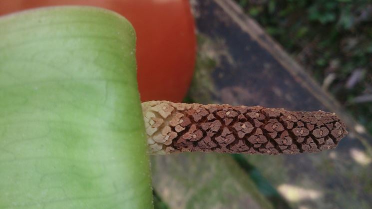 Dettaglio pianta di Zamioculcas.