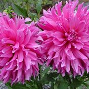 fiore dalia