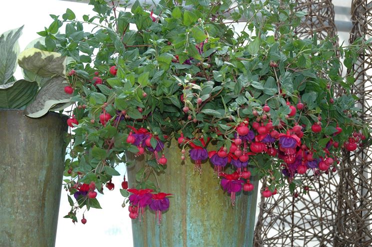 Un esemplare di fuchsia in fiore