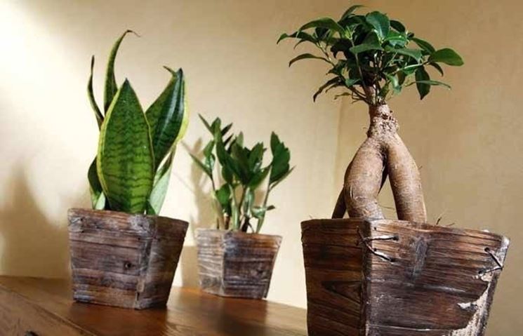 Tre esempi di piante d'interni: Sanseveria, Zamioculcas, Ficus Ginseng bonsai