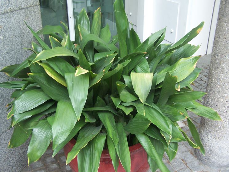 ASPIDISTRA