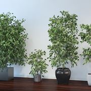 ficus benjamin