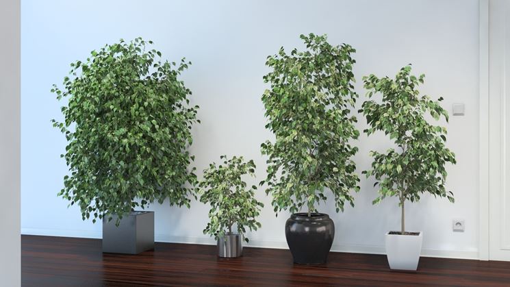 ficus benjamin