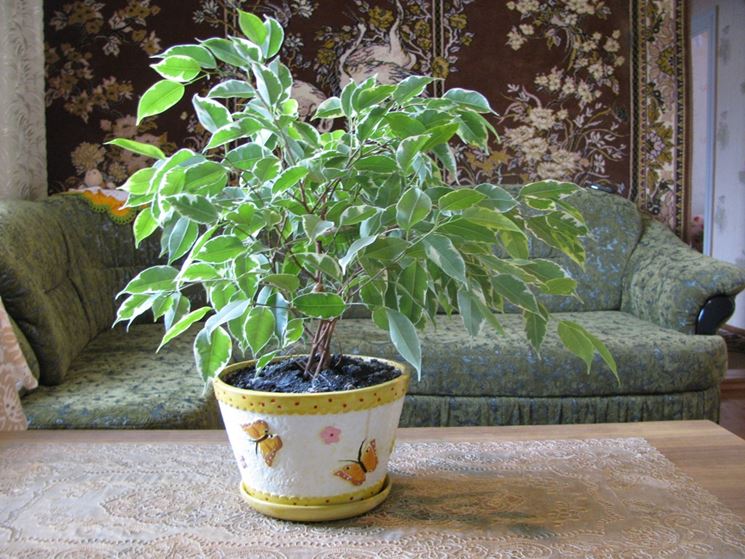 Ficus Benjamina