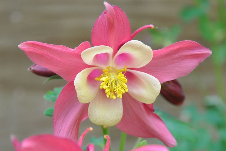 AQUILEGIA FIORE