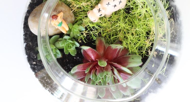 terrarium
