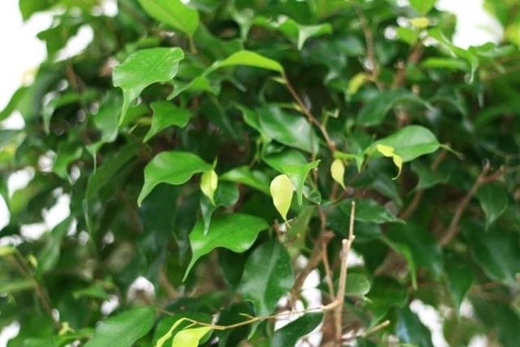 Pianta di ficus.