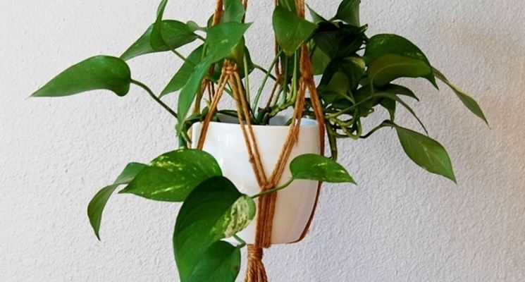 pothos