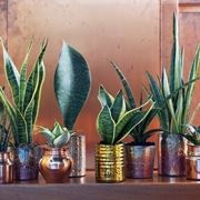 Sansevieria pianta