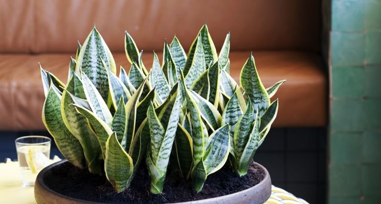 piccole piante di Sansevieria