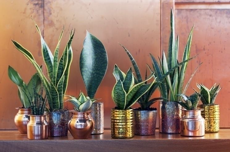 Sansevieria pianta