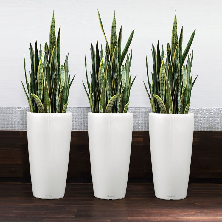 Sansevieria trifasciata in vaso