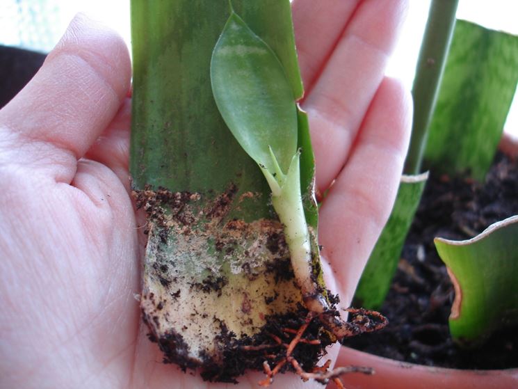 Apparato radicale della Sansevieria