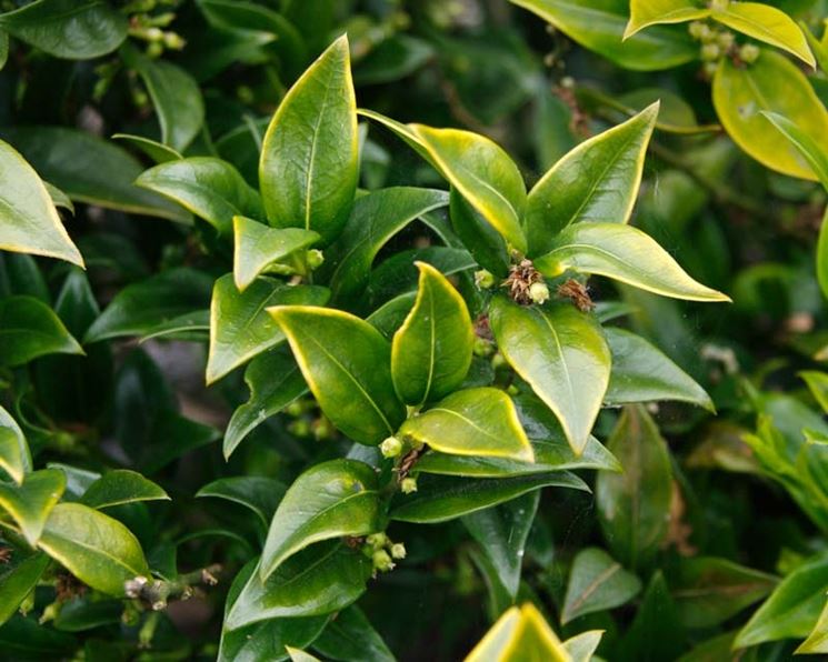 Germogli sarcococca