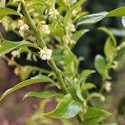 sarcococca