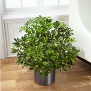 Schefflera in vaso