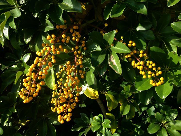 Schefflera in piena fioritura