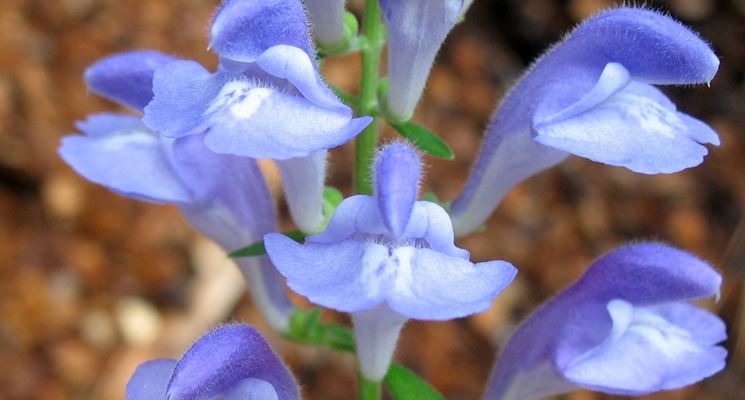 Scutellaria costaricana