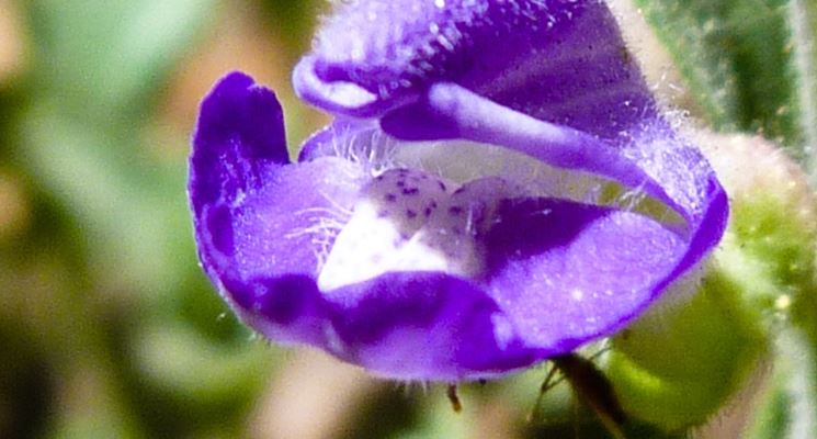 Scutellaria costaricana