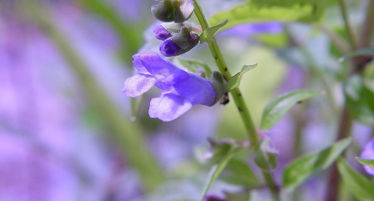 Scutellaria 