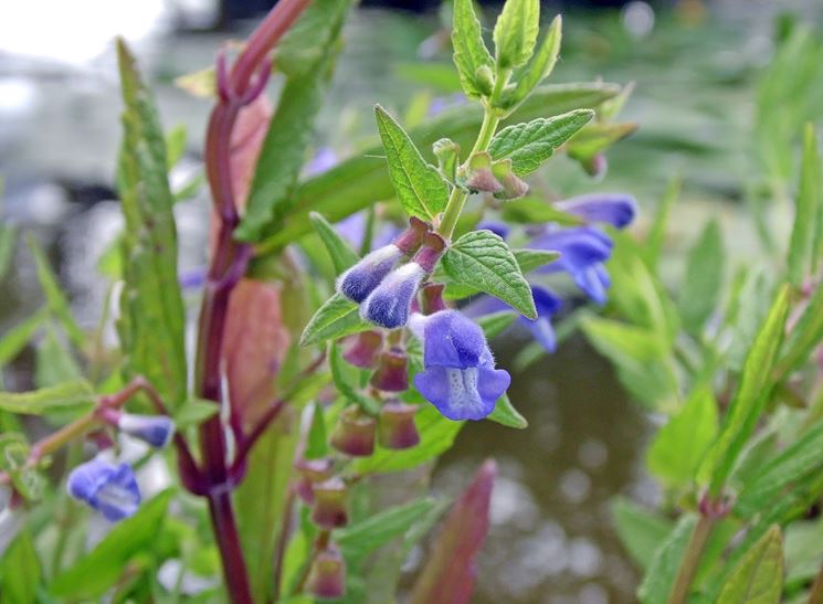 Scutellaria 