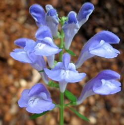 Scutellaria costaricana