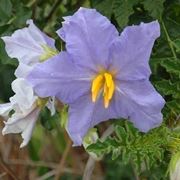 Fiore solanum capsicastrum