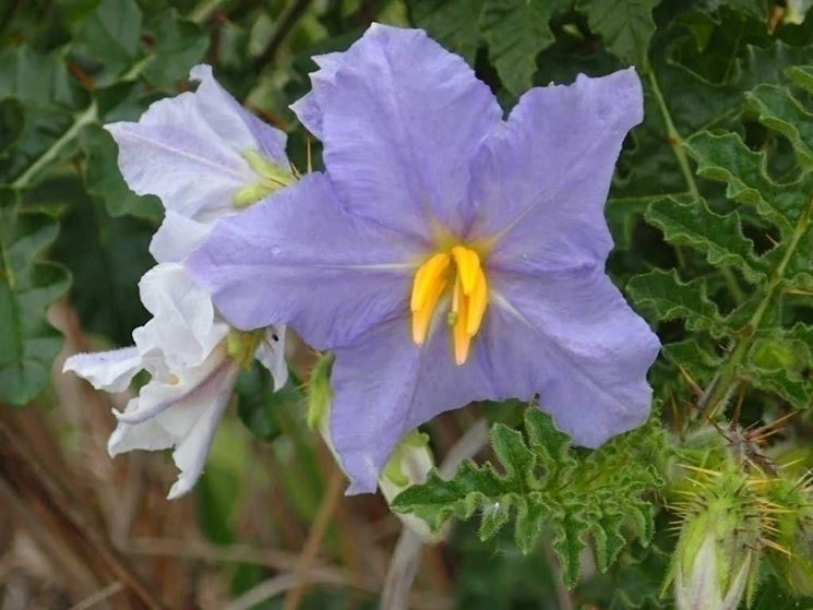 Fiore solanum capsicastrum