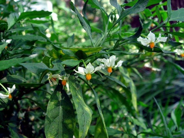 Solanum pianta
