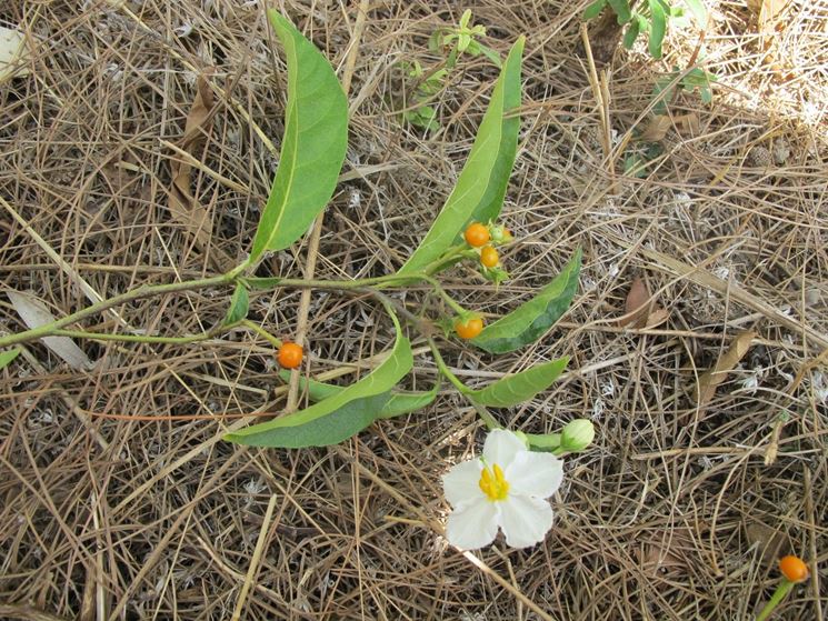 Fiore pianta ornamentale