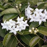 Pianta stephanotis interno