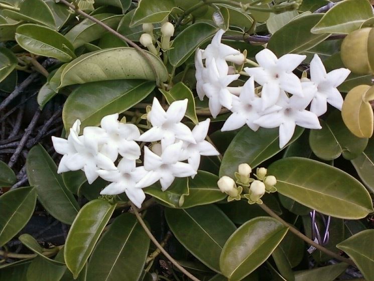 Pianta stephanotis interno