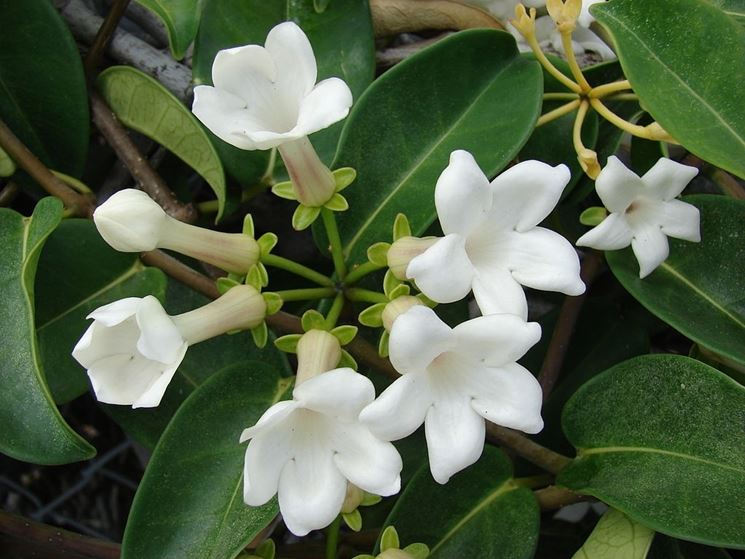 Coltivazione stephanotis contenitore