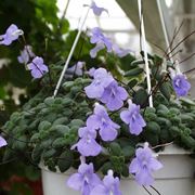 streptocarpus fiore