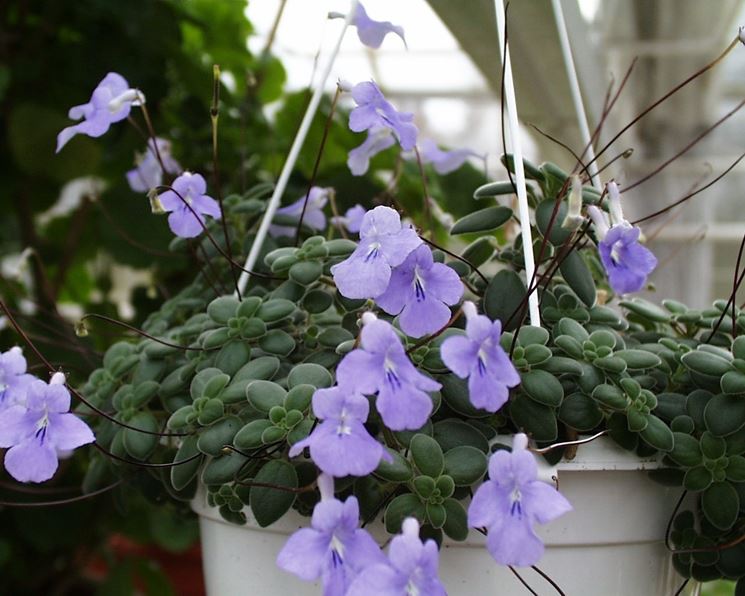 streptocarpus fiore