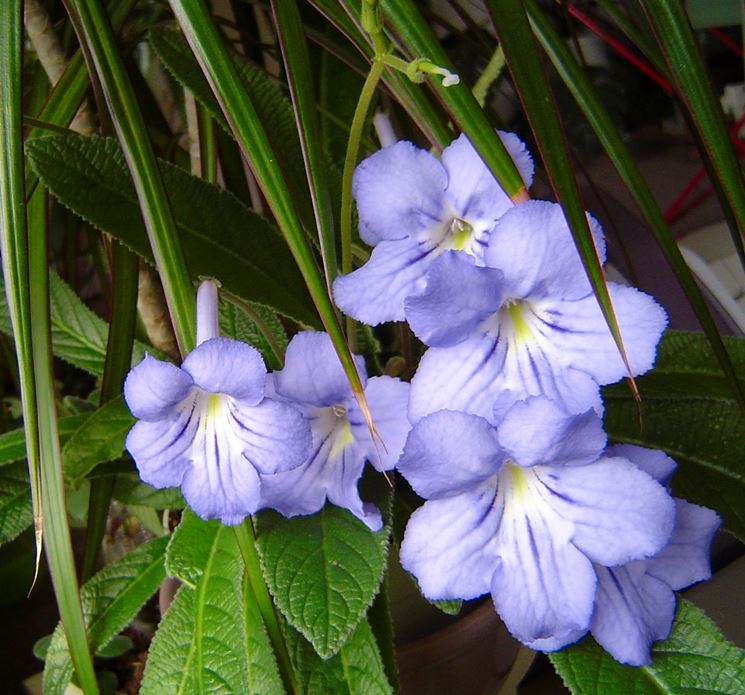 streptocarpus foglia