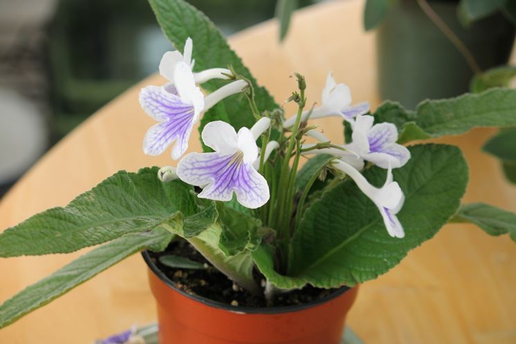 streptocarpus pianta