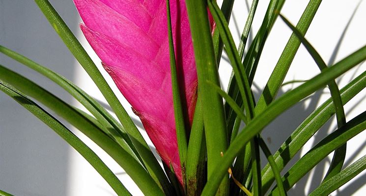 Infiorescenza di tillandsia cyanea