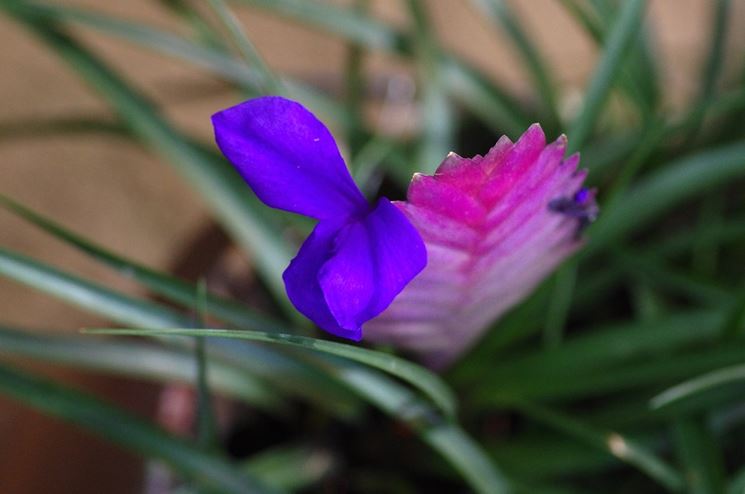 Tillandsia cyanea