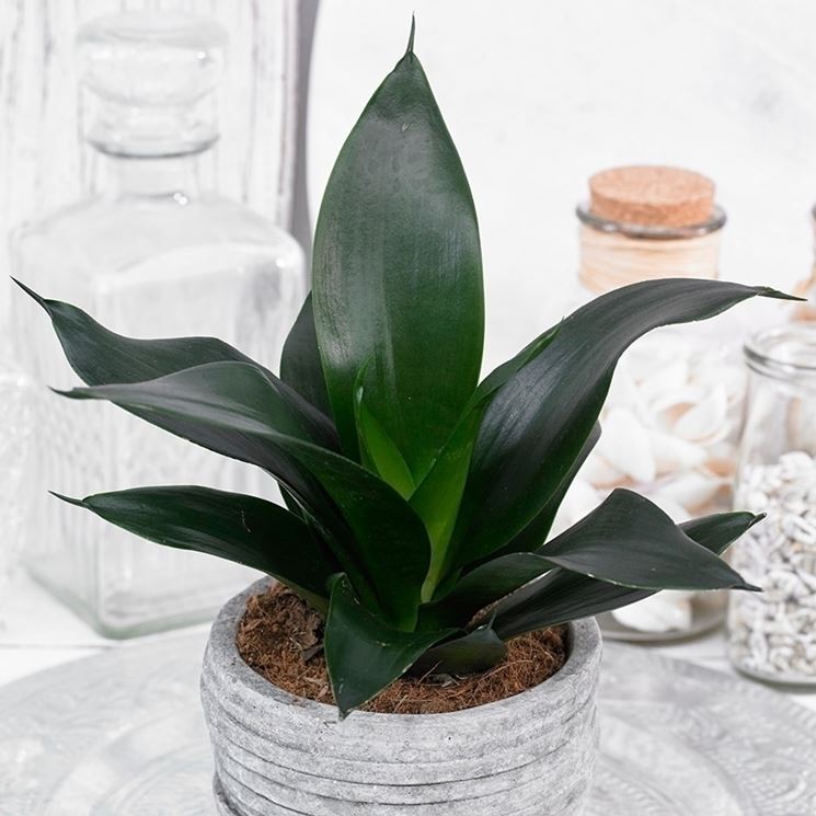 sansevieria