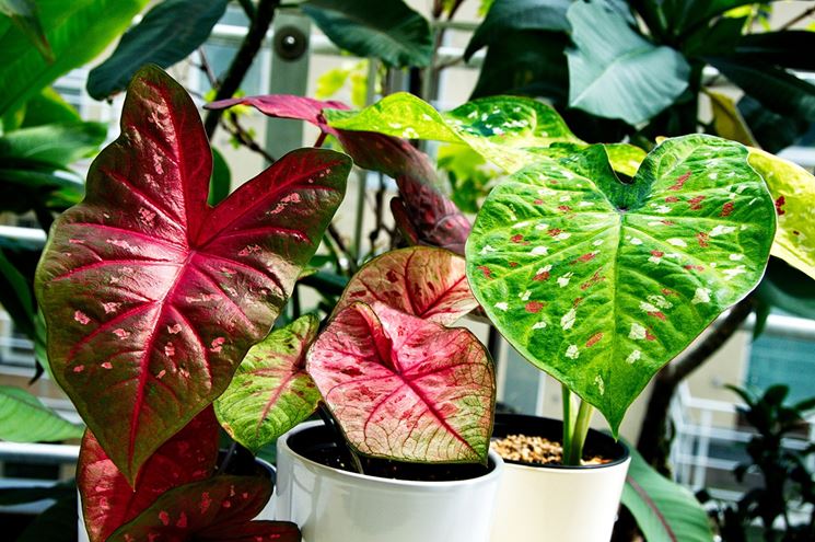 caladium