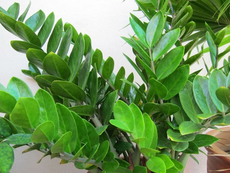 zamioculcas