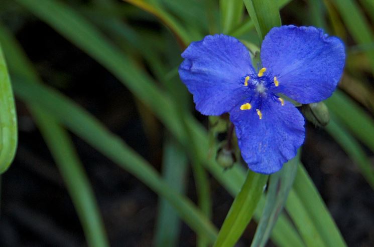 fiori tradescantia