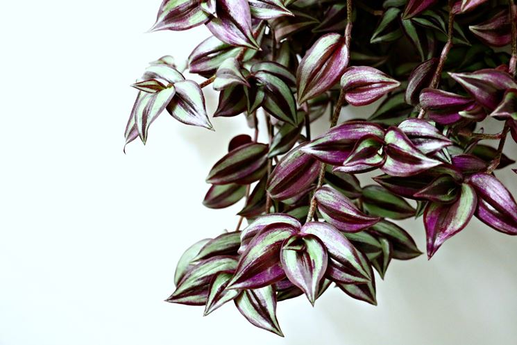 Tradescantia fluminensis