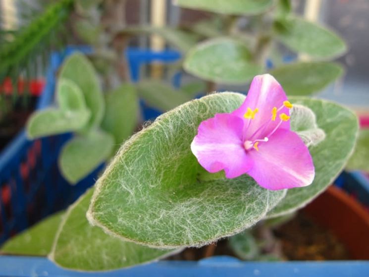 Tradescantia sillamontana