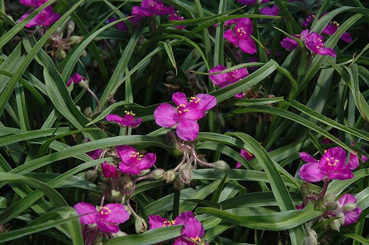 Tradescantia andersoniana