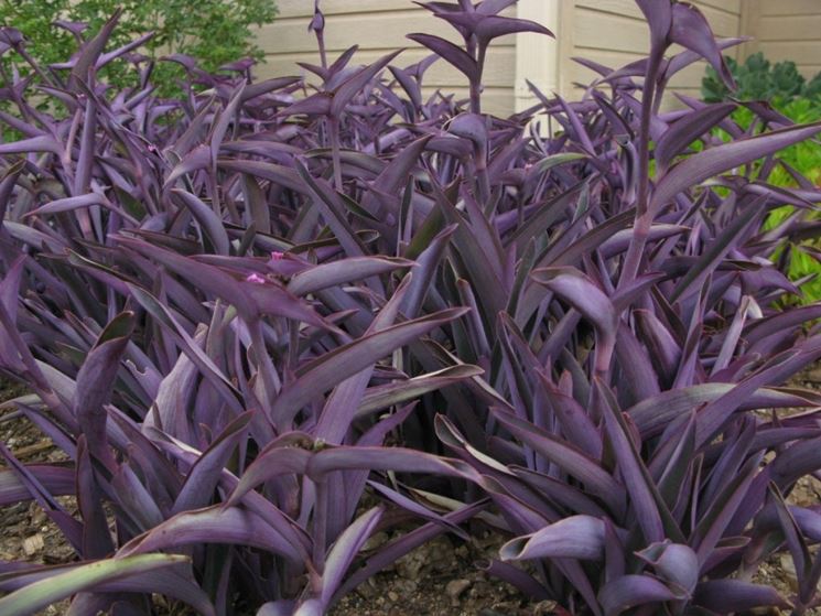 Tradescantia pallida